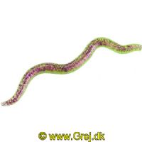 4005652007229 - Wiggle Worm - 8cm - 6 stk. - Flydende - Farve: Purple Chartreuse - 133260004