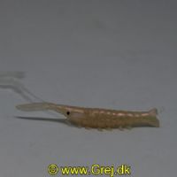 4710681570889X - Snowbee Stinger Soft Lures - Rejer - 1 stk - 4cm/0.5g - Natural