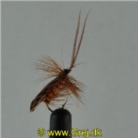 DRY0111 - Horned Sedge - Str.12