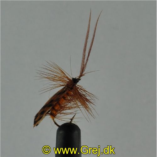 DRY0111 - Horned Sedge - Str.12<br>
