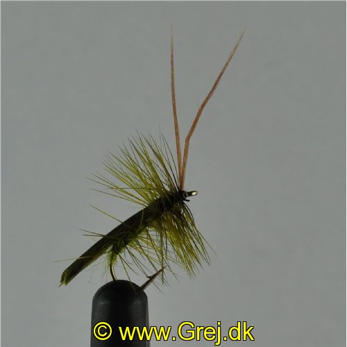 DRY0141 - Horned Sedge - Str.12<br>