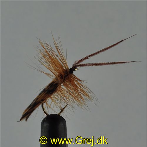 DRY0151 - Horned Sedge - Str.12<br>