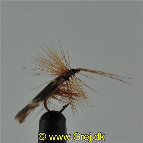 DRY0152 - Horned Sedge - Str.14<br>