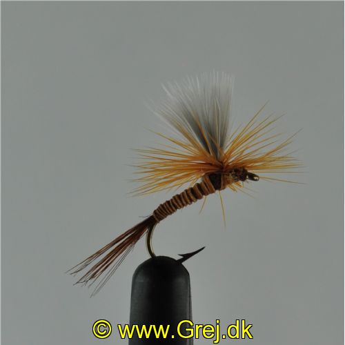 DRY1264 - Parashute Red Quill - Str12.<br>