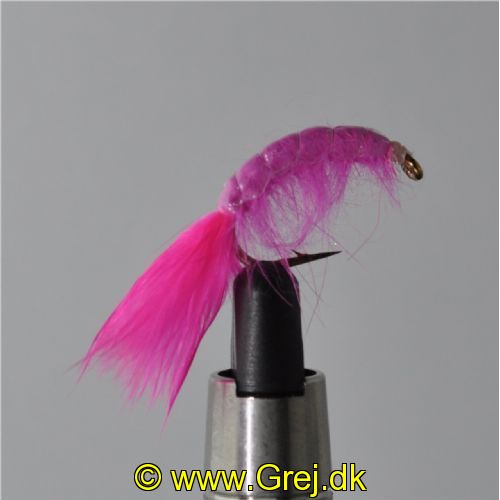FLY1333 - Gammarus - Str.6<br>
