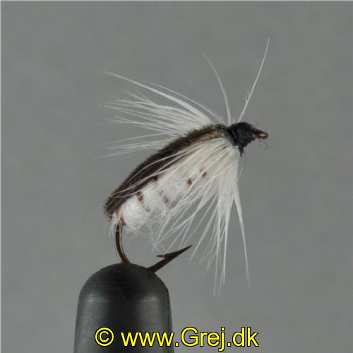NY0124 - Corixa ny - Str.14<br>